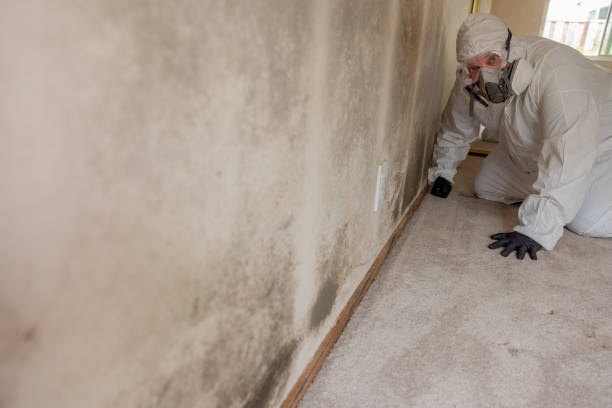 Trusted Hartford, CT Mold Removal Experts